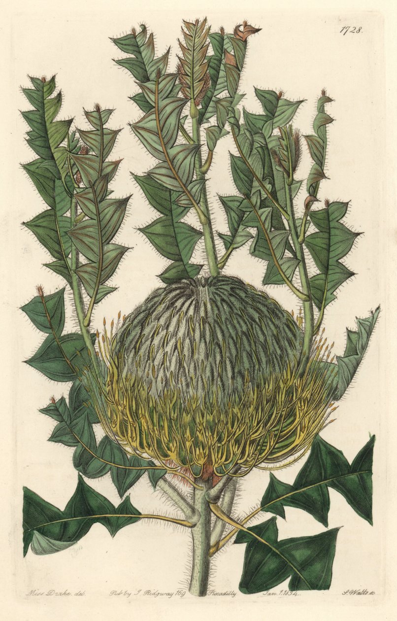 Banksia speciosa ، في الأصل من أستراليا - مياه قوية S. Watts من رسم توضيحي لسارة آن دريك (1803-1857) ، من السجل النباتي بواسطة سيدنهام تيست إدواردز