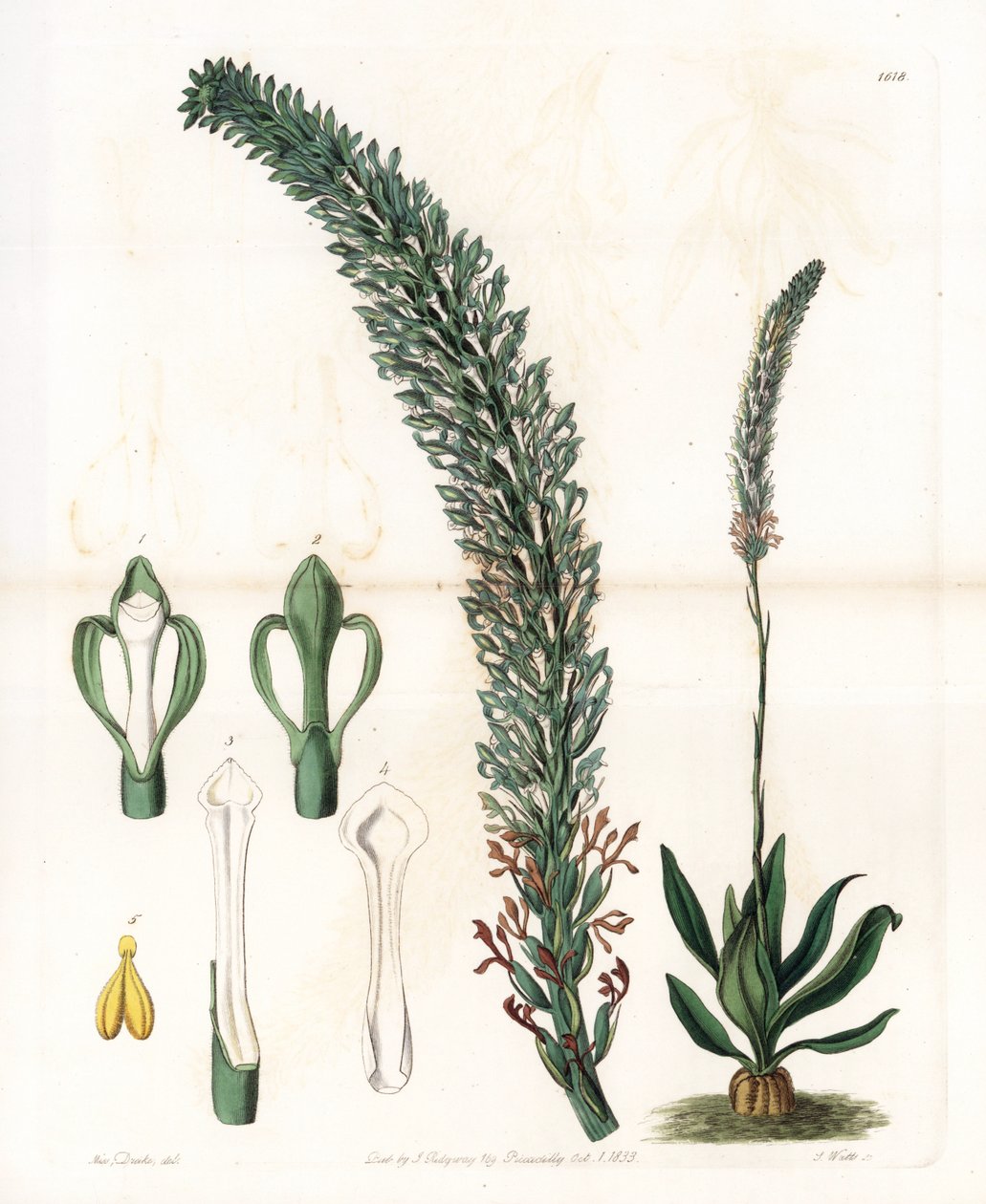 Belle sauroglossum - لوحة محفورة بواسطة S. Watts ، من رسم توضيحي لسارة آن دريك (1803-1857) ، من السجل النباتي لسيدنهام إدواردز (1768-1819) ، إنجلترا بواسطة سيدنهام تيست إدواردز