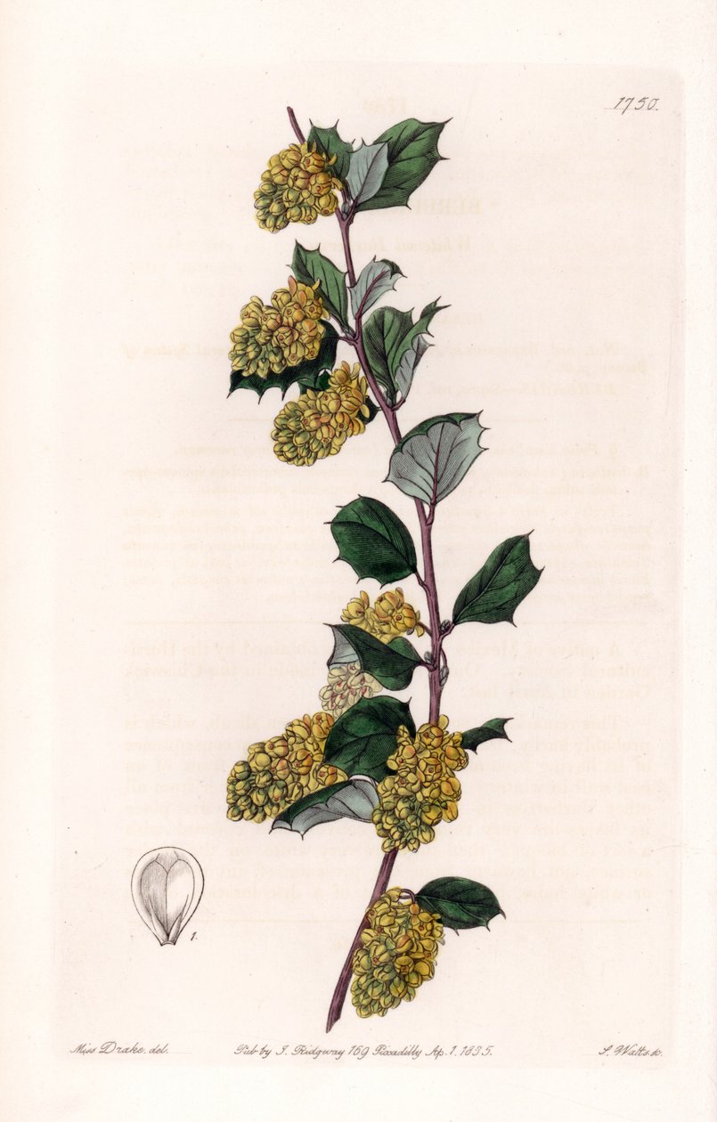 بربريس - لوحة محفورة بواسطة S.Watts ، من رسم إيضاحي لسارة آن دريك (1803-1857) ، من السجل النباتي لسيدنهام إدواردز (1768-1819) ، إنجلترا بواسطة سيدنهام تيست إدواردز