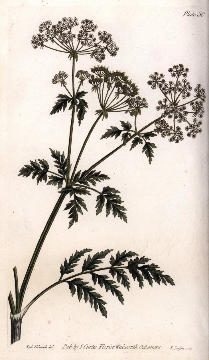 Big hemlock. Coloured copper engraving, illustration by Sydenham Edwards (1768-1819) for Conferences of Botanical, Botanical Garden of Lambeth (England) بواسطة سيدنهام تيست إدواردز