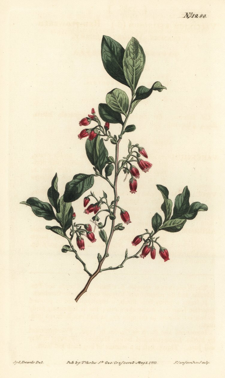 Black huckleberry, Gaylussacia baccata (Red-flowered clammy whortle-berry, Vaccinium resinosum) - Handcoloured copperplate engraving by F. Sansom Jr. after an illustration by Sydenham Edwards from William Curtis