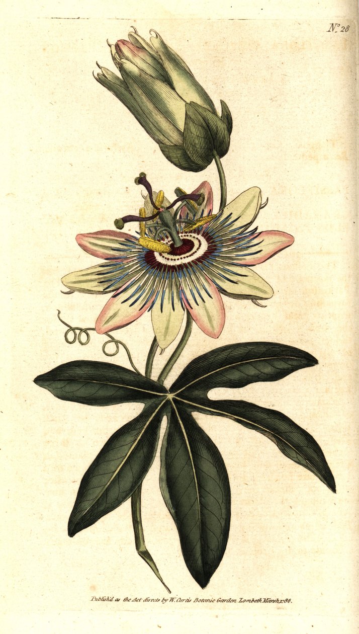 Blue Passiflora - زهرة الآلام المشتركة ، Passiflora caerulea. نقش على لوح نحاسي ملون يدويًا بعد رسم توضيحي نباتي بقلم سيدنهام إدواردز من مجلة ويليام كيرتس النباتية ، لامبيث مارش ، لندن بواسطة سيدنهام تيست إدواردز