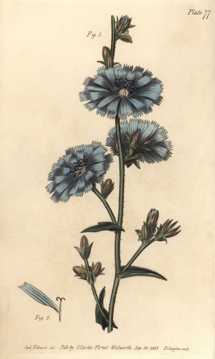 Blue succory or common chicory, Cichorium intybus, Polygamia aequalis. Handcoloured copperplate engraving by F. Sansom of a botanical illustration by Sydenham Edwards for William Curtis