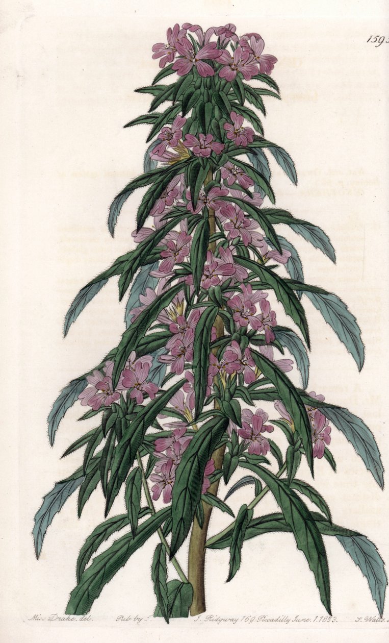 Boisduvalia variete ، epilobe كثيف الأزهار - لوح محفور بواسطة S.Watts ، من رسم توضيحي لسارة آن دريك (1803-1857) ، من السجل النباتي لسيدنهام إدواردز (1768-1819) ، إنجلترا بواسطة سيدنهام تيست إدواردز