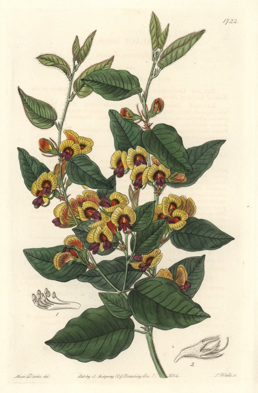 زهور Bossiaea ، من أصل أسترالي - ماء قوي S. Watts من رسم توضيحي لسارة آن دريك (1803-1857) ، من السجل النباتي بواسطة سيدنهام تيست إدواردز