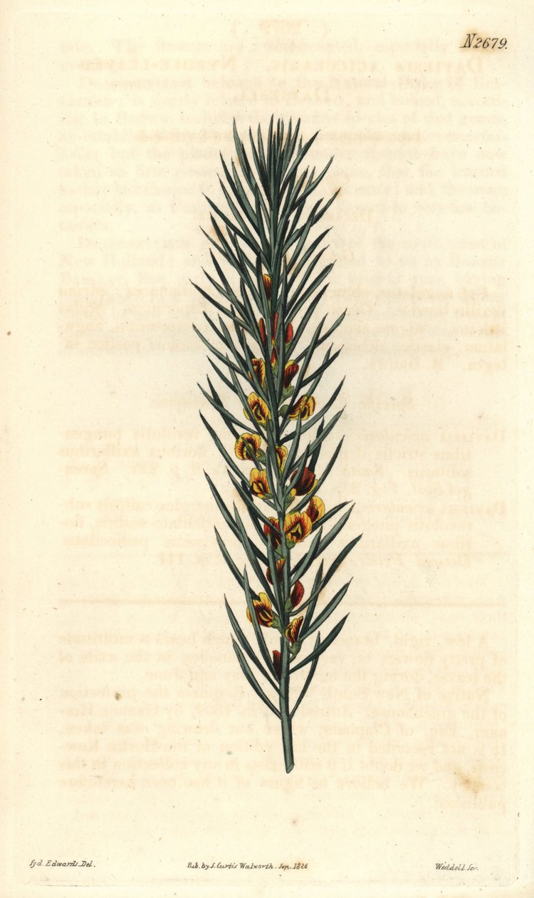 Branch with needles, of a shrub Daviesia Aicularis, native to Australia. Illustration by Sydenham Edwards, engraving by Weddell. Eau forte in The Curtis Botanical Magazine, by Samuel Curtis بواسطة سيدنهام تيست إدواردز