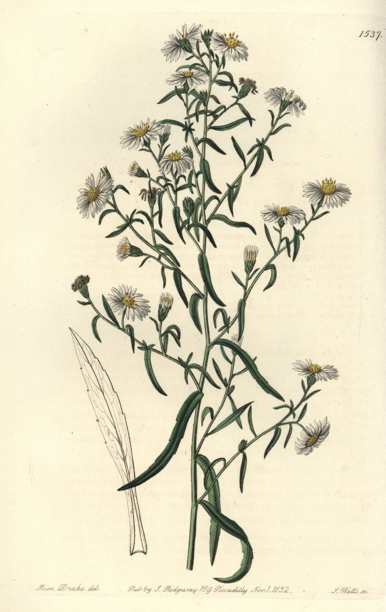 Brittle aster, Aster fragilis. Handcoloured copperplate engraving by S. Watts after an illustration by Miss Sarah Drake from Sydenham Edwards