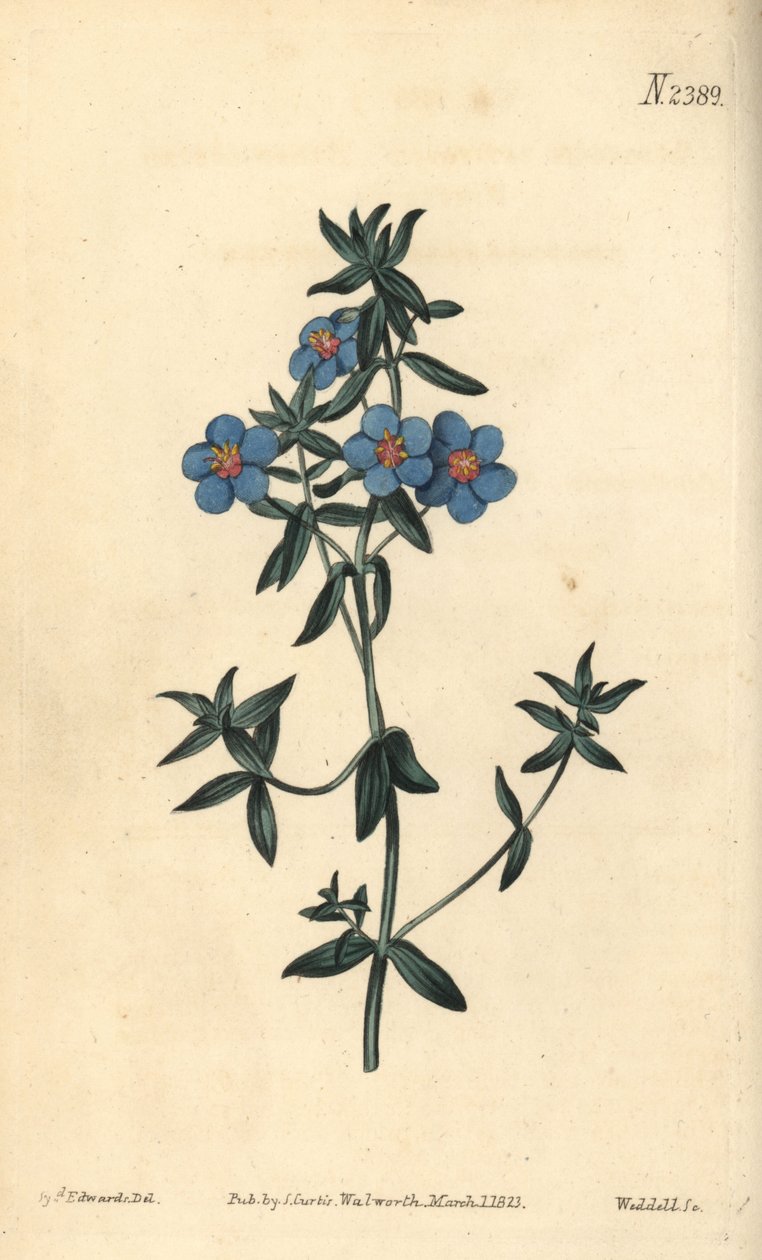 بيمبيرنيل واسع الأوراق ، Anagallis latifolia. نقش على لوح نحاسي ملون يدويًا بواسطة Weddell بعد رسم نباتي لسيدنهام إدواردز من مجلة William Curtis النباتية ، Samuel Curtis ، لندن بواسطة سيدنهام تيست إدواردز