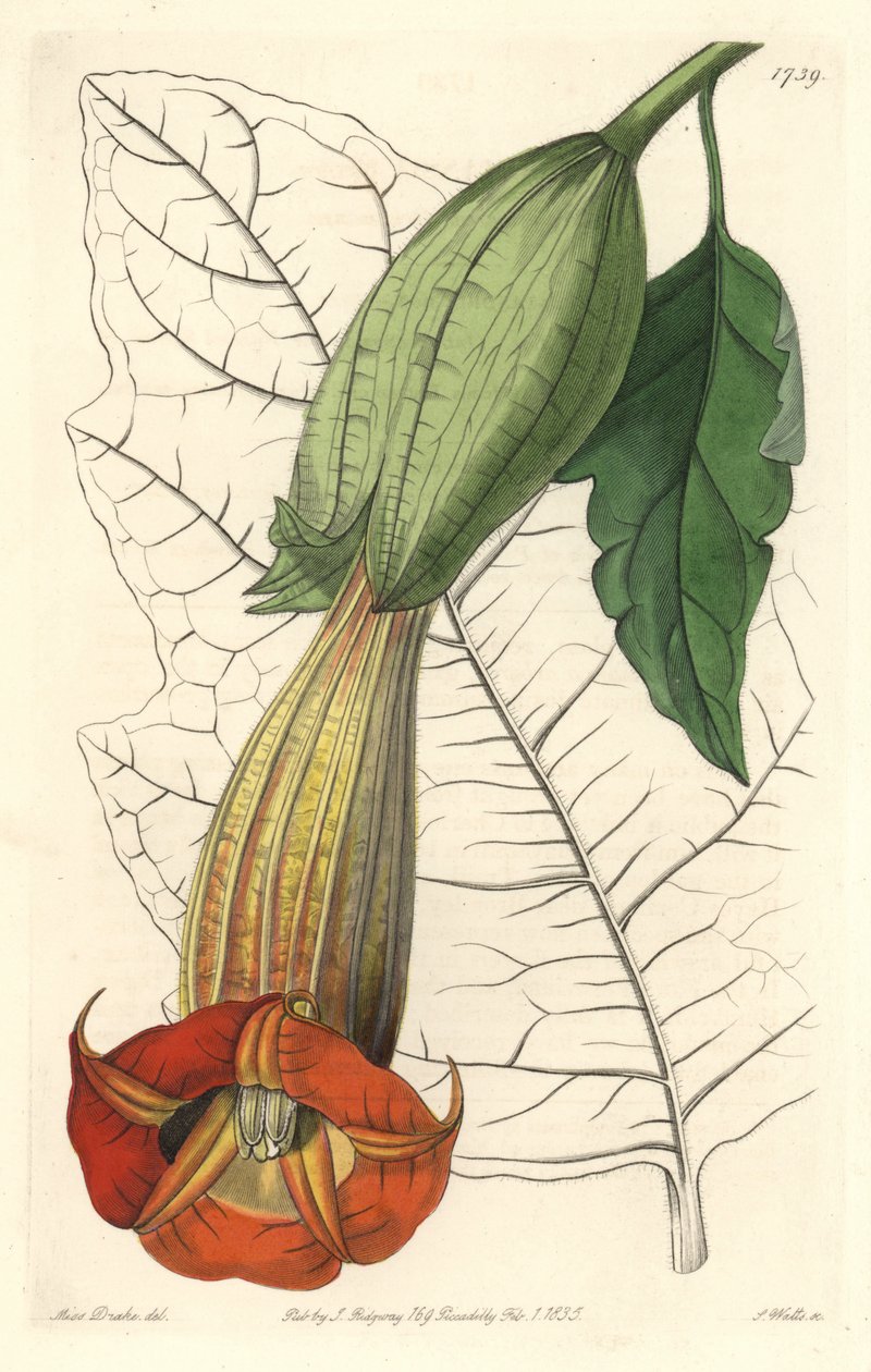 Brugmansia ecarlate or trumpet of angels ecarlate, native of South America - Strong water by S. Watts from an illustration by Sarah Anne Drake (1803-1857), from the Botanical Register بواسطة سيدنهام تيست إدواردز