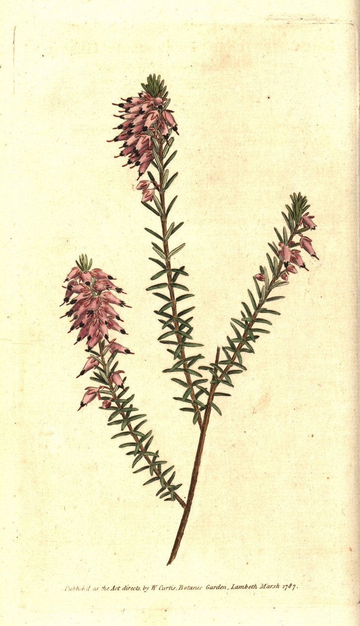 Bruyere carnee, Bruyere colour of flesh, Bruyere of the snow or Bruyere of the Alps - Herbaceous heath, Erica herbacea. Handcolured copperplate engraving after a botanical illustration by Sydenham Edwards from William Curtis