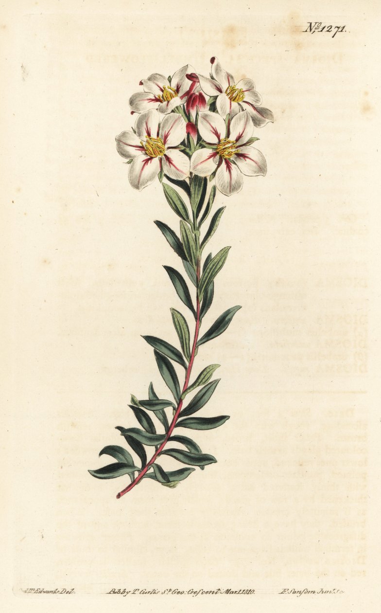 Buchu, Adenandra villosa (Umbel-flowered diosma, Diosma speciosa) - Handcoloured copperplate engraving by F. Sansom Jr. after an illustration by Sydenham Edwards from William Curtis