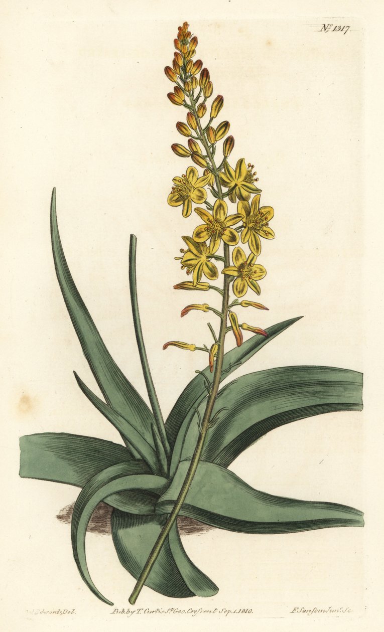 أصلي بصلي - ألويدات بلبين (anthericum أوراق الصبار ، Anthericum alooides). نقش على لوح نحاسي ملون يدويًا بواسطة F. Sansom Jr. بعد رسم توضيحي لسيدنهام إدواردز من مجلة William Curtis النباتية ، T. Curtis ، لندن بواسطة سيدنهام تيست إدواردز