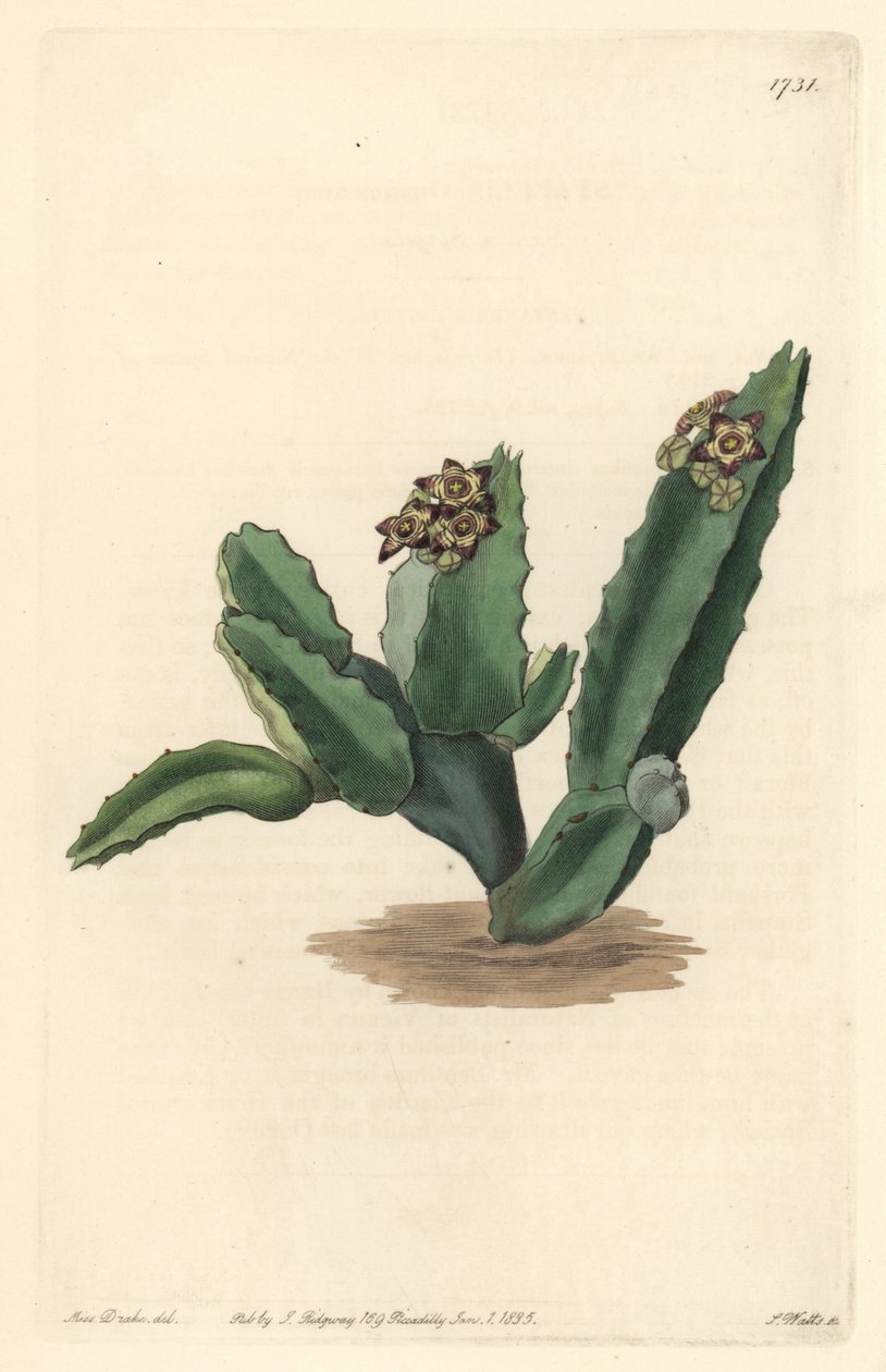 Cactus Caralluma ، موطنه صقلية - مياه قوية بقلم S. Watts من رسم توضيحي لسارة آن دريك (1803-1857) ، من السجل النباتي بواسطة سيدنهام تيست إدواردز