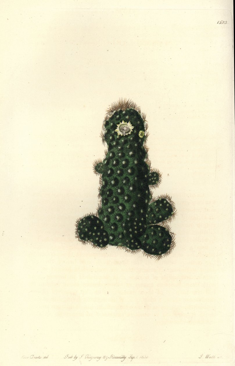 Cactus tenuis (Taper mammillaria, Mammillaria tenuis). Handcoloured copperplate engraving by S. Watts after an illustration by Miss Sarah Drake from Sydenham Edwards
