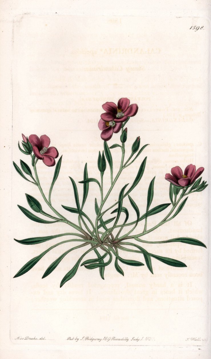 Calandrinia variete, native of America - Plate engraved by S.Watts, from an illustration by Sarah Anne Drake (1803-1857), from the Botanical Register of Sydenham Edwards (1768-1819), England بواسطة سيدنهام تيست إدواردز
