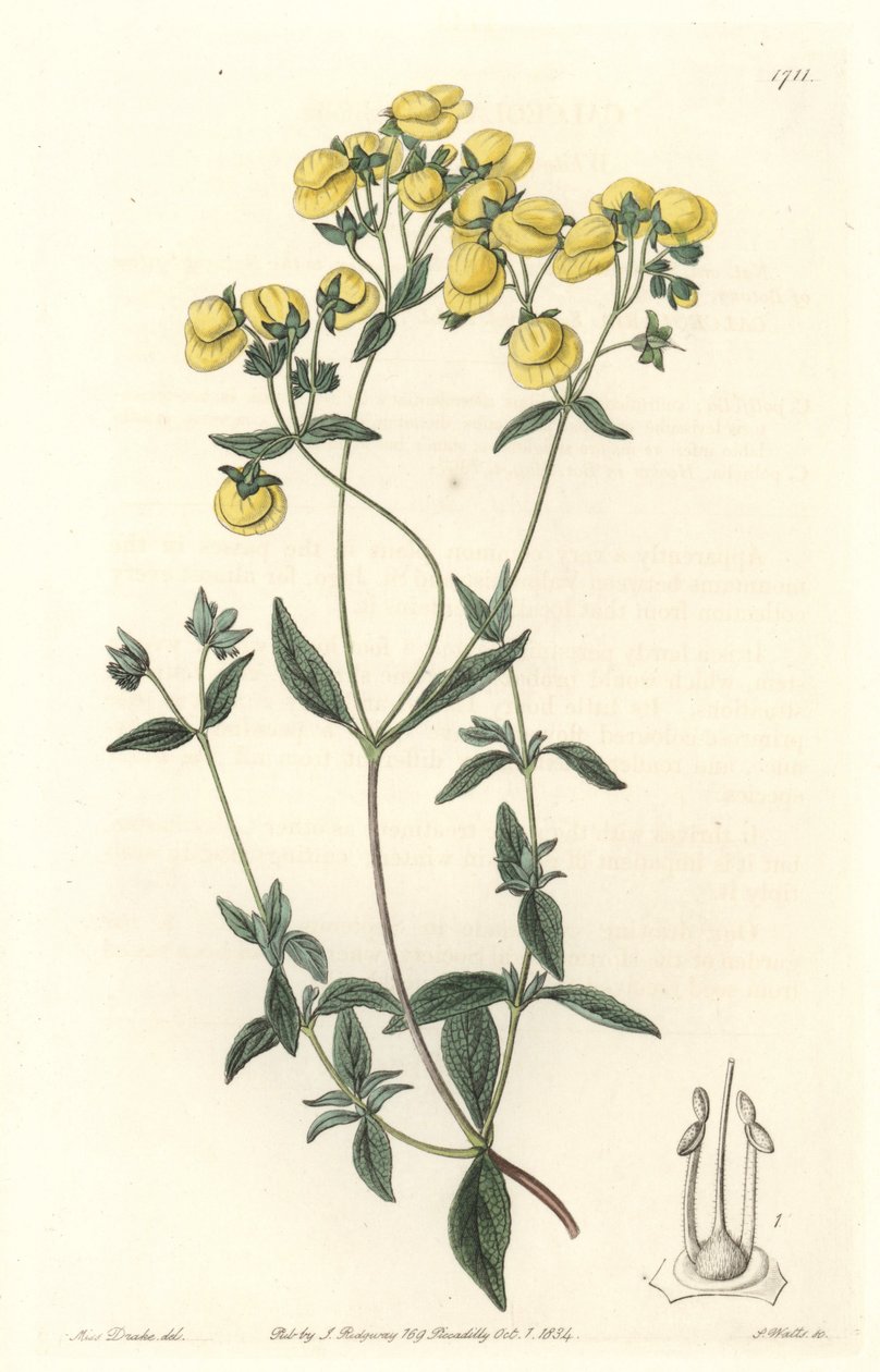 Calceolaire أو شبشب صغير أو حقيبة سيدة ، موطنها تشيلي - Water forte by S. Watts من رسم توضيحي لسارة آن دريك (1803-1857) ، من السجل النباتي بواسطة سيدنهام تيست إدواردز