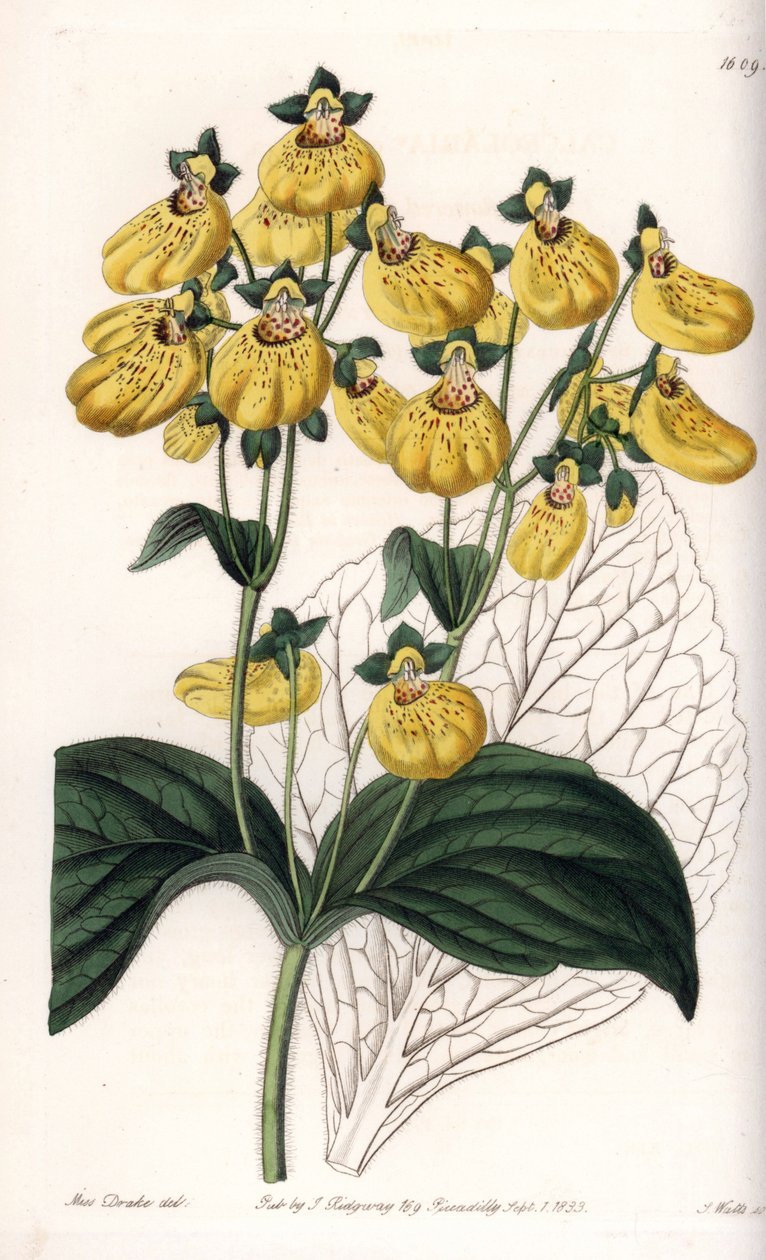 Calceolary or small slipper, with yellow flowers - Engraved board by S.Watts, from an illustration by Sarah Anne Drake (1803-1857), from the Botanical Register of Sydenham Edwards (1768-1819), England بواسطة سيدنهام تيست إدواردز