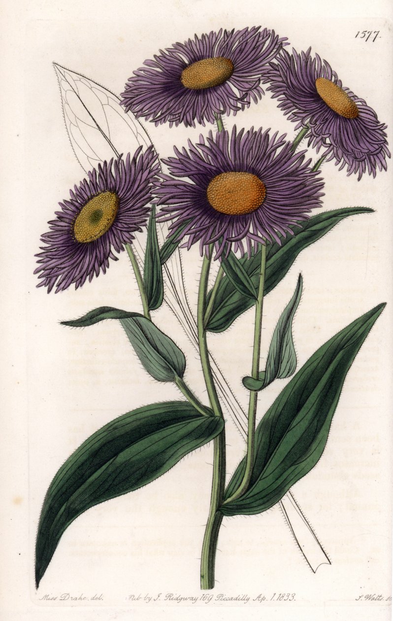 California Erigeron - Plate engraved by S.Watts, from an illustration by Sarah Anne Drake (1803-1857), from the Botanical Register of Sydenham Edwards (1768-1819), England بواسطة سيدنهام تيست إدواردز