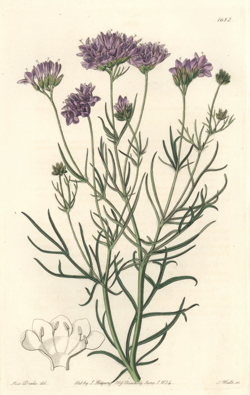California Gilia - S. Watts Strong Water from an illustration by Sarah Anne Drake (1803-1857), from the Botanical Register بواسطة سيدنهام تيست إدواردز