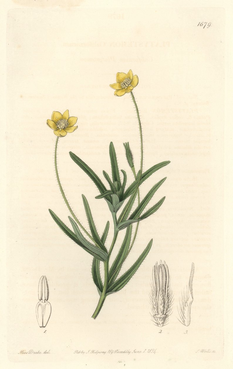 California Platystemon - S. Watts Strong Water من رسم توضيحي لسارة آن دريك (1803-1857) ، من السجل النباتي بواسطة سيدنهام تيست إدواردز