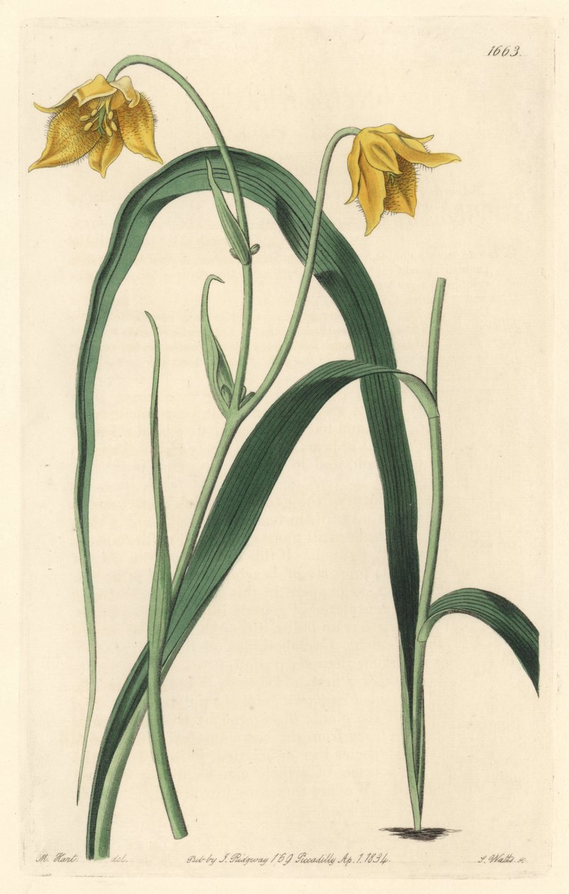 Calochorte (mariposa) or cyclobothre with pale yellow flowers, native to Mexico - Strong water by S. Watts from an illustration by Sarah Anne Drake (1803-1857), from the Botanical Register بواسطة سيدنهام تيست إدواردز