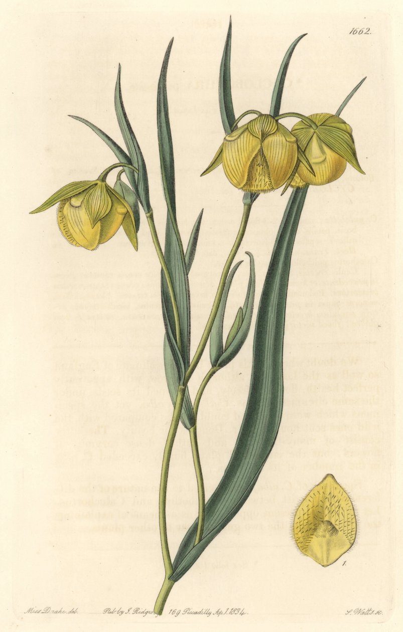 Calochorte (mariposa) or cyclobothre with yellow flowers, native to California - S. Watts strong water from an illustration by Sarah Anne Drake (1803-1857), from the Botanical Register بواسطة سيدنهام تيست إدواردز