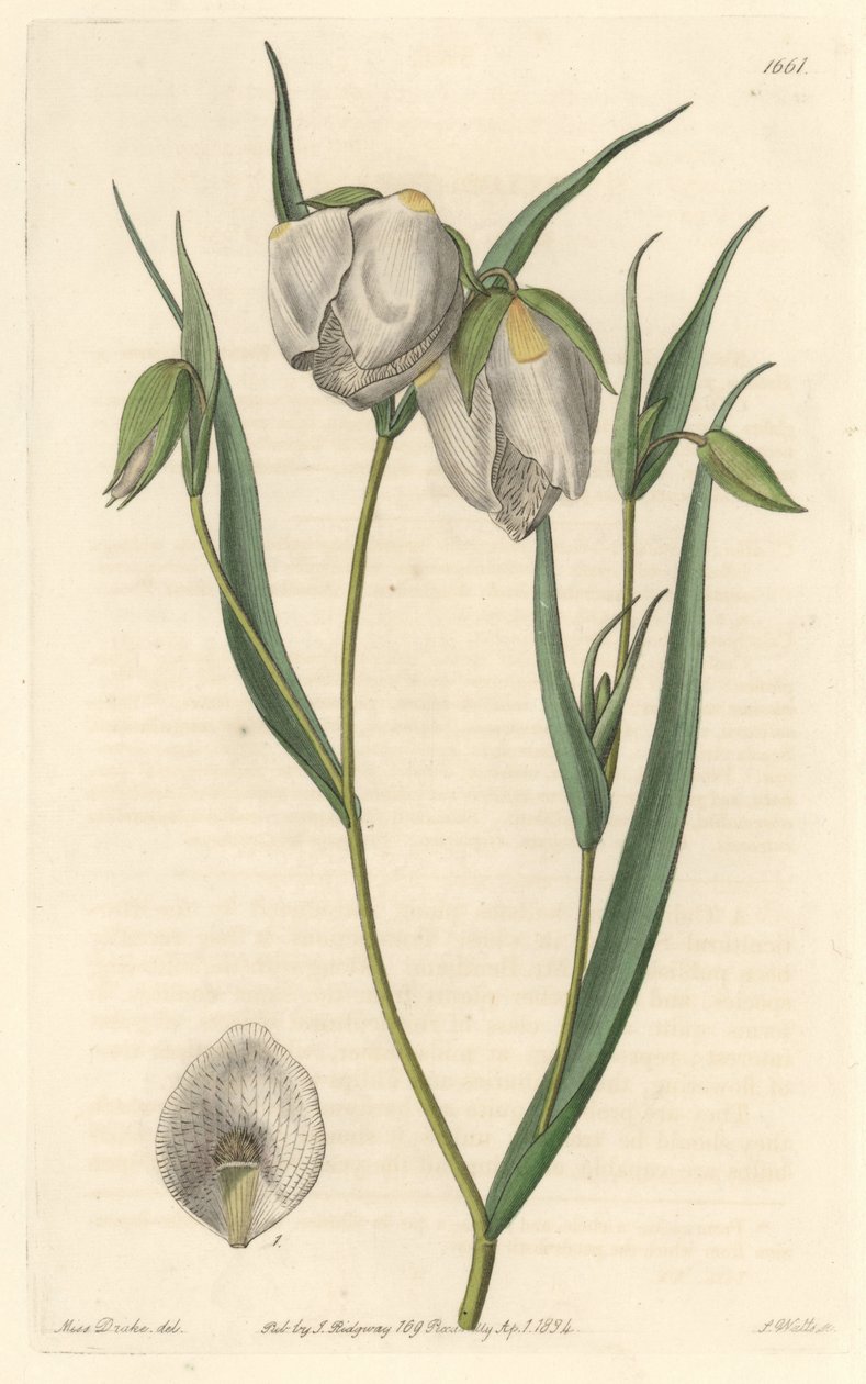 Calochorte (mariposa) or white-flowered cyclobothre, native to California - S. Watts strong water from an illustration by Sarah Anne Drake (1803-1857), from the Botanical Register بواسطة سيدنهام تيست إدواردز