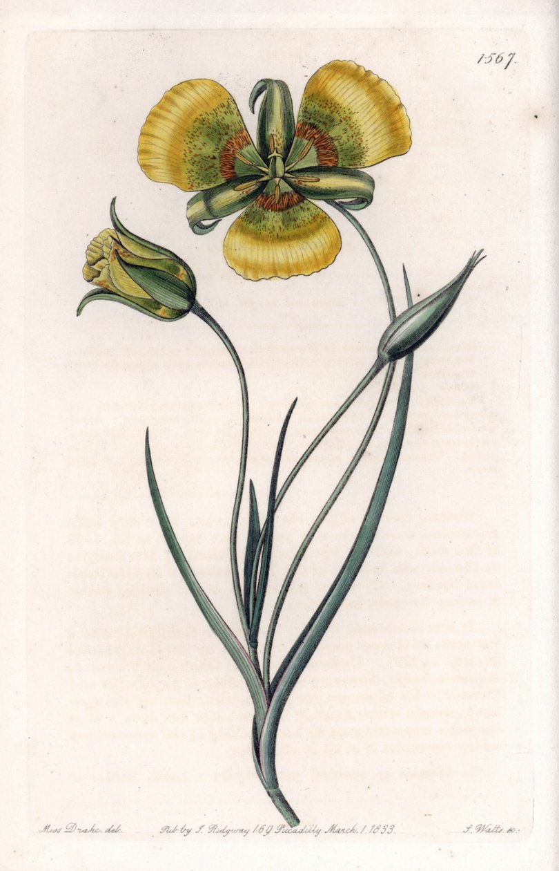 يحتوي Calochortus على أزهار صفراء كبيرة - لوحة محفورة بواسطة S.Watts ، من رسم توضيحي لسارة آن دريك (1803-1857) ، من السجل النباتي لسيدنهام إدواردز (1768-1819) ، إنجلترا بواسطة سيدنهام تيست إدواردز