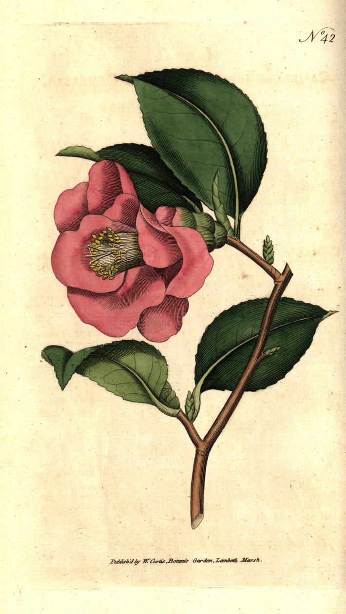 Camelia from Japan - Rose camellia, Camellia japonica. Handcolured copperplate engraving after a botanical illustration by James Sowerby from William Curtis