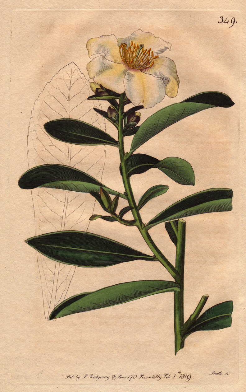 Camellia (Camelias) Penang, a white flower tinted with yellowish tinge to flower. Camellia axillaris. Handcolored copperplate engraving from a botanical illustration by Sydenham Edwards from William Curtis