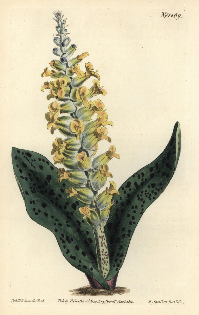 صفير الرأس (السحلية الكاذبة) - السحلية ذات الأوراق المرقطة مثل السحلية ، Lachenalia orchioides. نقش على لوح نحاسي ملون يدويًا بواسطة F. Sansom Jr. بعد رسم توضيحي لسيدنهام إدواردز من مجلة William Curtis النباتية ، T. Curtis ، لندن بواسطة سيدنهام تيست إدواردز