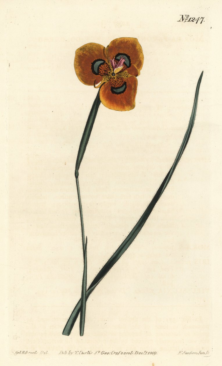 Cape Tulip - Orange-coloured moraea, Moraea tulbaghensis (Moraea pavonia). Handcoloured copperplate engraving by F. Sansom Jr. after an illustration by Sydenham Edwards from William Curtis