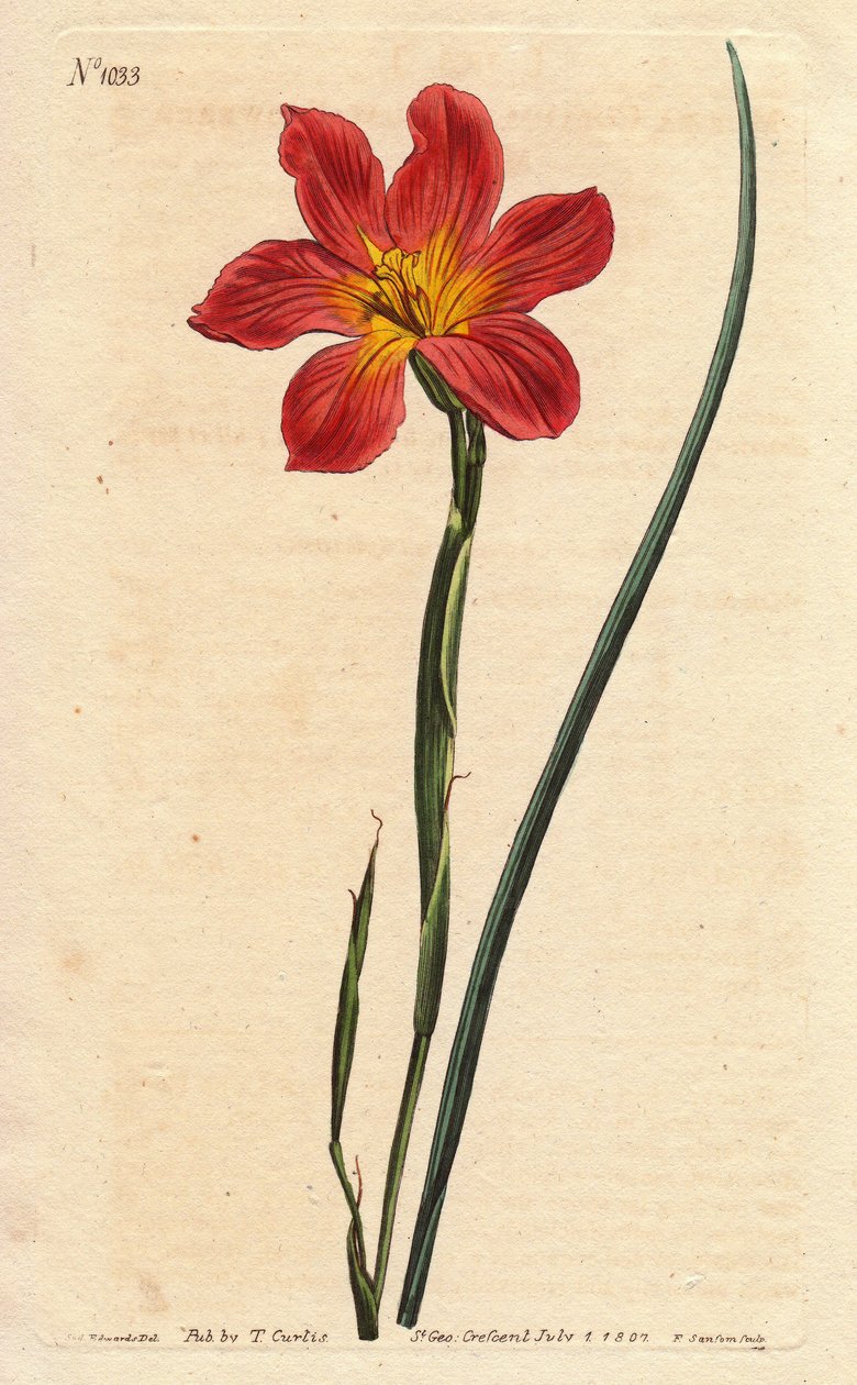 Cape tulip, moraea has flowering straw and pink salmon. Straw coloured equal flowered moraea, salmon pink and yellow Cape Tulip. Homeria collina (Moraea collina). Handcolored copperplate engraving from a botanical illustration by Sydenham Edwards from Will بواسطة سيدنهام تيست إدواردز