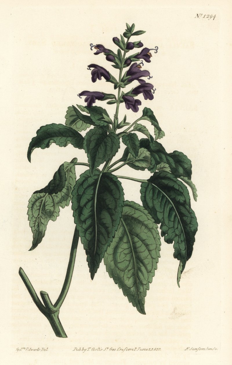 Caribbean Sage - Salvia lamiifolia (Purple-flowered sage, Salvia amoena). Handcoloured copperplate engraving by F. Sansom Jr. after an illustration by Sydenham Edwards from William Curtis
