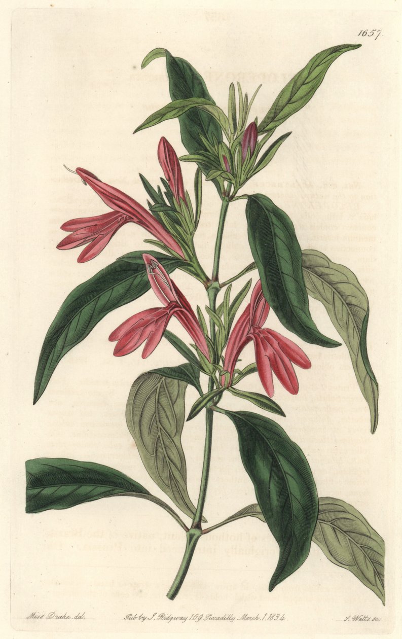كارمانتين ، موطنه البرازيل - حصن الماء بواسطة S. Watts من رسم توضيحي لسارة آن دريك (1803-1857) ، من السجل النباتي بواسطة سيدنهام تيست إدواردز