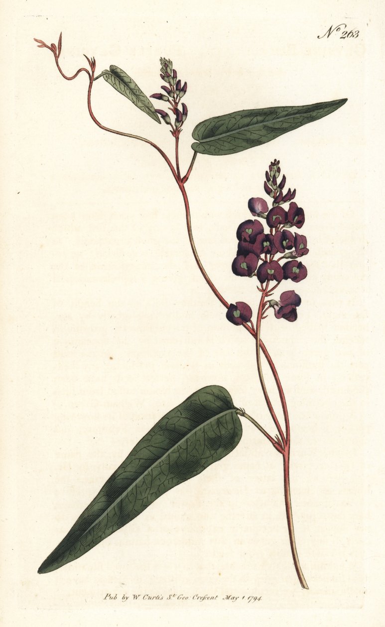 Caulinia bimaculata (Purple glycine, Glycine bimaculata). Handcoloured copperplate engraving by Sansom after an illustration by Sydenham Edwards from William Curtis