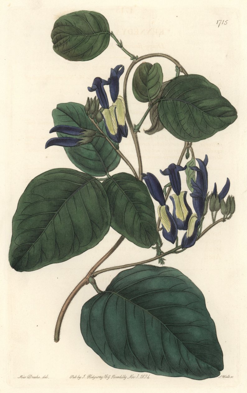 Caulinie noiratre, native to Australia - S. Watts strong water from an illustration by Sarah Anne Drake (1803-1857), from the Botanical Register بواسطة سيدنهام تيست إدواردز