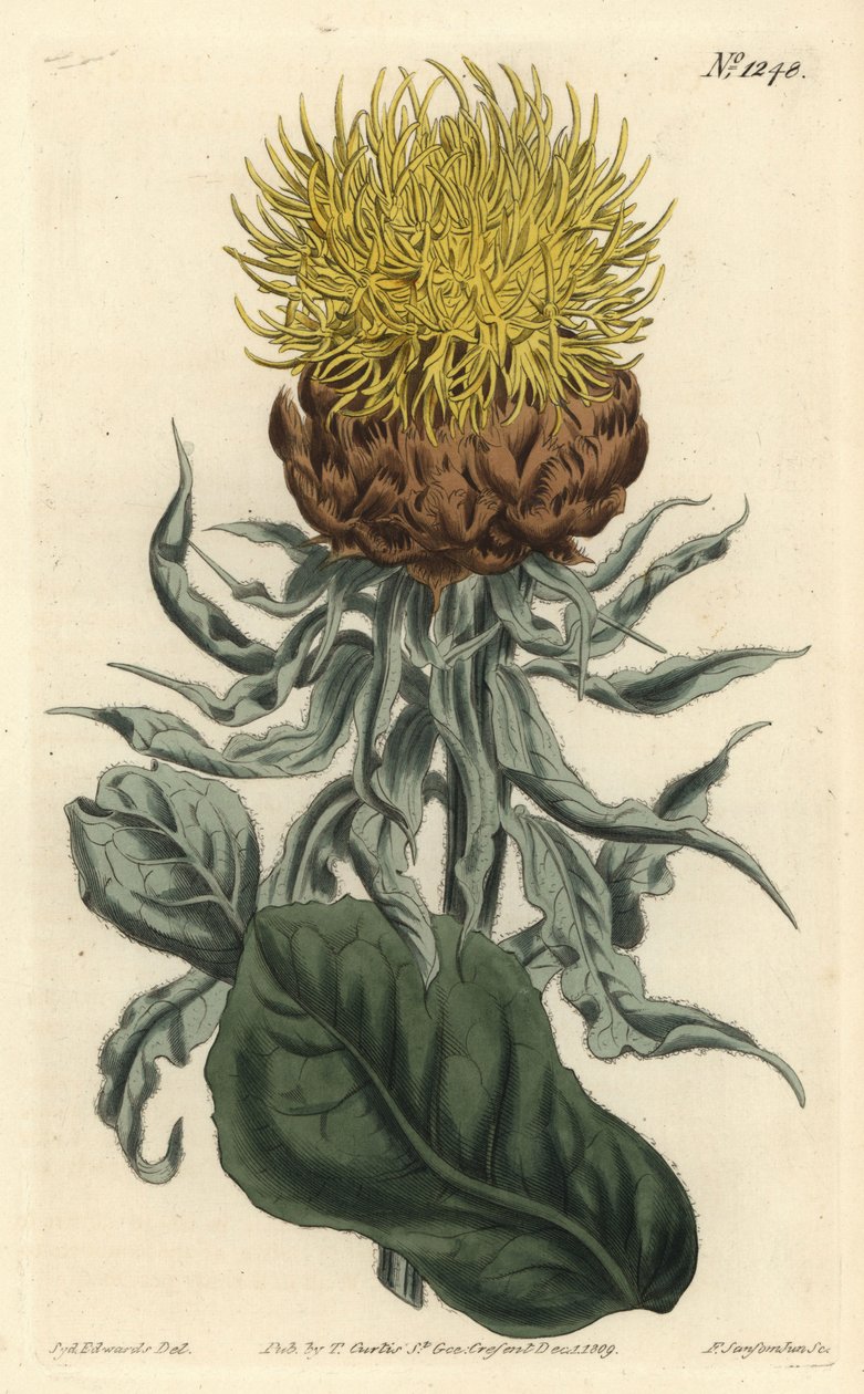 Centauree a grosse tête - Giant knapweed or large-headed yellow centaury, Centaurea macrocephala. Handcoloured copperplate engraving by F. Sansom Jr. after an illustration by Sydenham Edwards from William Curtis