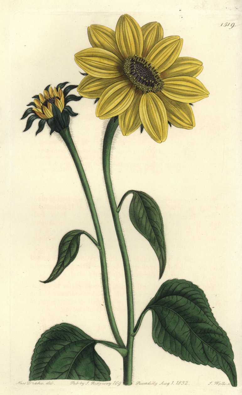 أمريكا الوسطى asteriacee variete - Tithonia tubaeformis (عباد الشمس البوق ، Helianthus tubaeformis). نقش على لوح نحاسي ملون يدويًا بواسطة S. Watts بعد رسم توضيحي من الآنسة سارة دريك من سجل نباتات سيدنهام إدواردز ، ريدجواي ، لو بواسطة سيدنهام تيست إدواردز