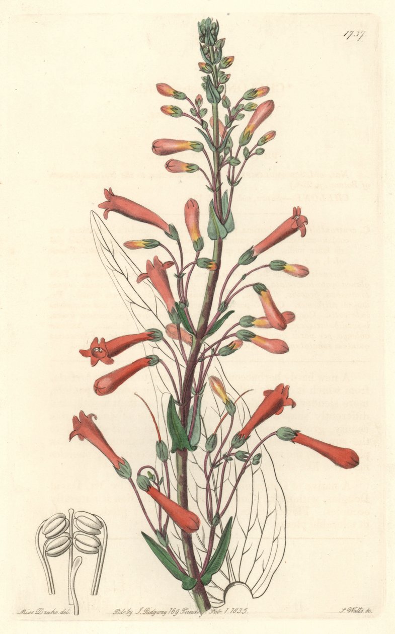 Chelone (or Galane) has valerian leaves, native to California - S. Watts strong water from an illustration by Sarah Anne Drake (1803-1857), from the Botanical Register بواسطة سيدنهام تيست إدواردز