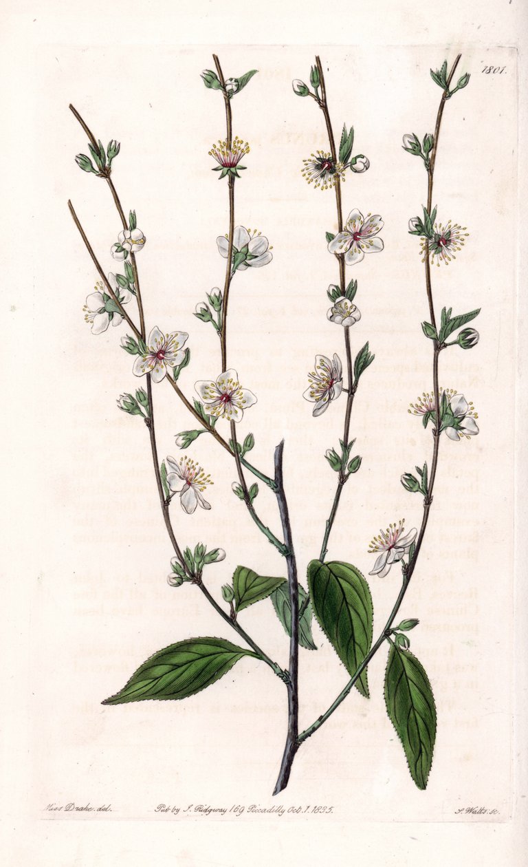 شجرة الكرز - لوحة محفورة بواسطة S.Watts ، من رسم توضيحي لسارة آن دريك (1803-1857) ، من السجل النباتي لسيدنهام إدواردز (1768-1819) ، إنجلترا بواسطة سيدنهام تيست إدواردز