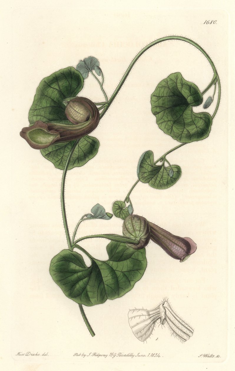 Aristoloche التشيلي أو Fox Ears - S. Watts Strong Water من رسم توضيحي لسارة آن دريك (1803-1857) ، من السجل النباتي بواسطة سيدنهام تيست إدواردز