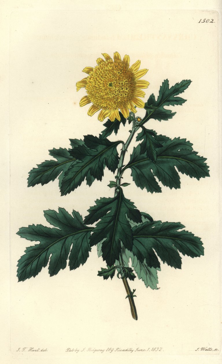 Chinese Chamomile or Indian Chrysantheme - Double yellow Indian chrysanthemum, Chrysanthemum indicum var. plenum. Handcoloured copperplate engraving by S. Watts after an illustration by J.T. Hart from Sydenham Edwards