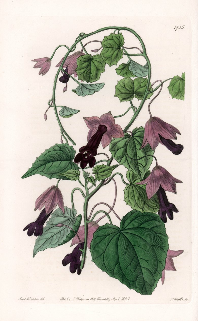Chinese Hat - Plate engraved by S.Watts, from an illustration by Sarah Anne Drake (1803-1857), from the Botanical Register of Sydenham Edwards (1768-1819), England بواسطة سيدنهام تيست إدواردز