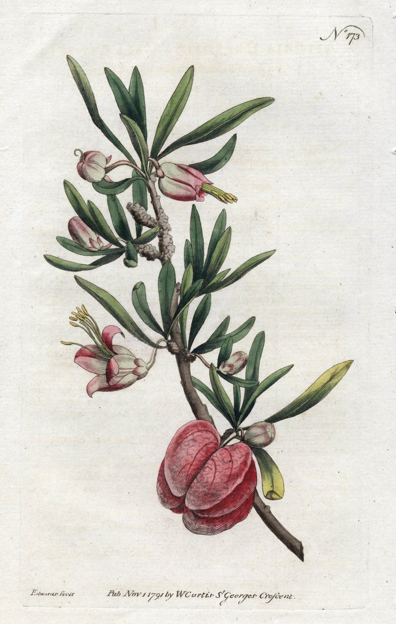 Chinese Lantern or Nymania - Lithography by Sydenham Edwards (1768-1819), from the Botanical Magazine by William Curtis (1746-1799) بواسطة سيدنهام تيست إدواردز