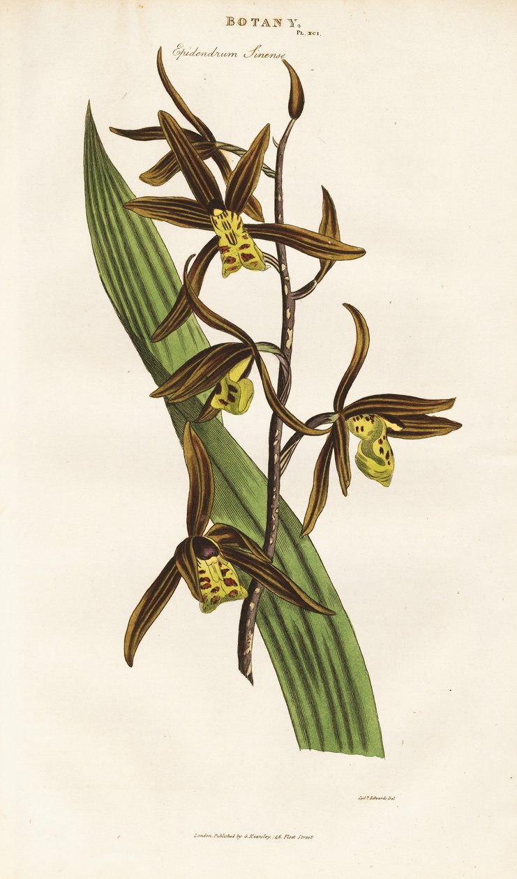 زهرة الأوركيد الصينية (Epidendrum sinense) بواسطة سيدنهام تيست إدواردز