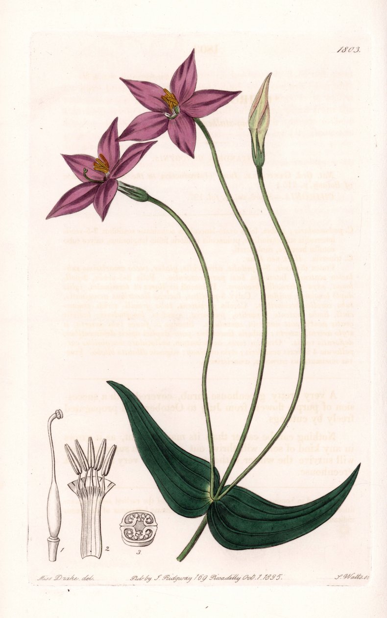 Chironia Variete - لوحة محفورة بواسطة S. Watts ، من رسم توضيحي لسارة Anne Drake (1803-1857) ، من السجل النباتي لسيدنهام إدواردز (1768-1819) ، إنجلترا بواسطة سيدنهام تيست إدواردز