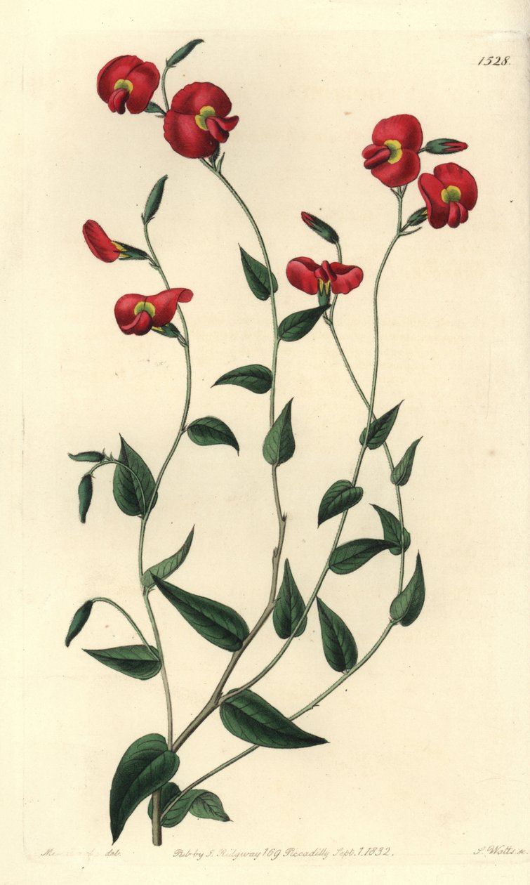 Chorizema ovatum (Ovate chorozema ، Chorozema ovatum). نقش على لوح نحاسي ملون يدويًا بواسطة S. Watts بعد رسم توضيحي من الآنسة سارة دريك من سجل نباتات سيدنهام إدواردز ، ريدجواي ، لندن بواسطة سيدنهام تيست إدواردز