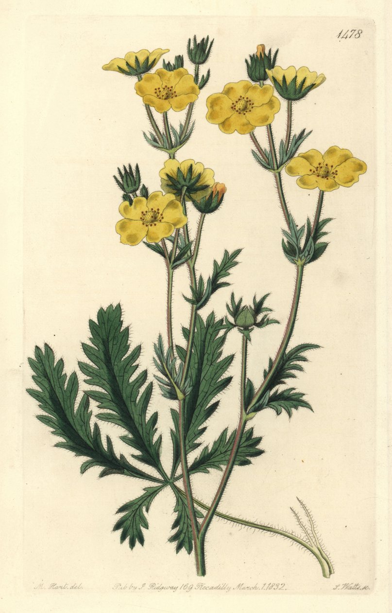 Cinquefoil dressee - Jagged-leaved cinquefoil, Potentilla laciniosa. Handcoloured copperplate engraving by S. Watts after an illustration by M. Hart from Sydenham Edwards