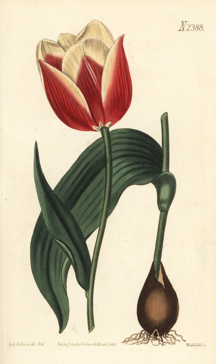 Claramond tulip, Tulipa suaveolens var. latifolia. Handcoloured copperplate engraving by Weddell after a botanical illustration by Sydenham Edwards from William Curtis